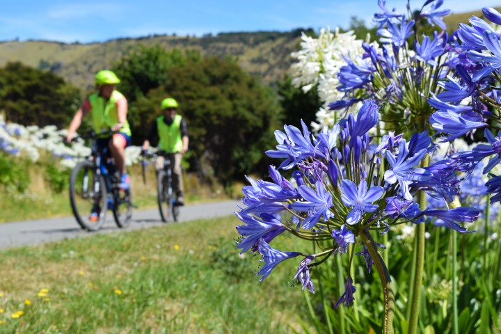 a purple flower in a field