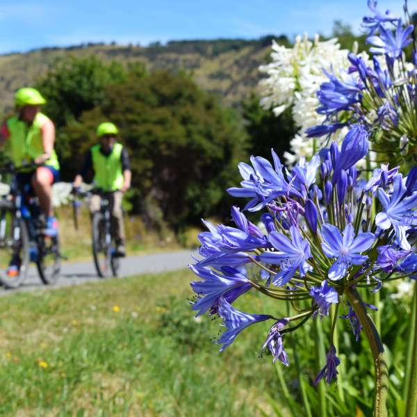 a purple flower in a field