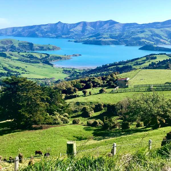a herd of sheep grazing on a lush green field